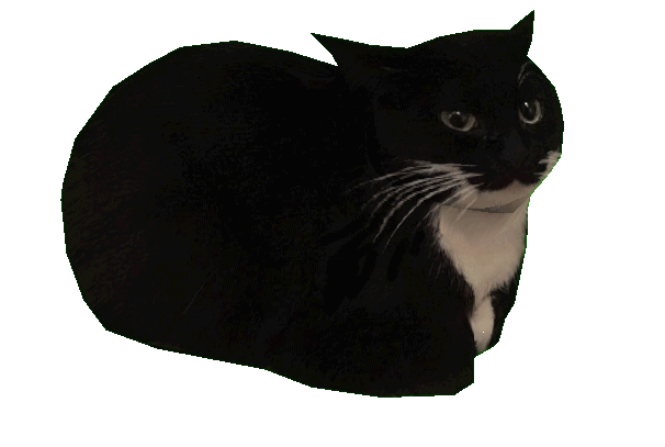 circle cat